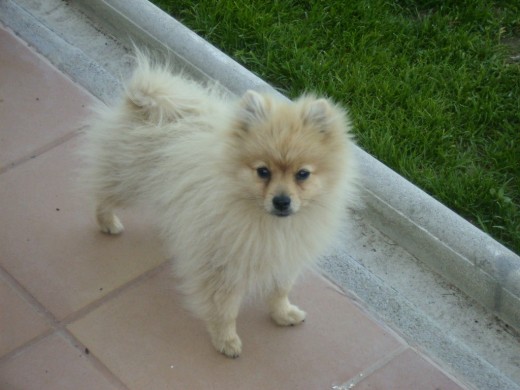 Aquí está mi Bruno con unos 6 meses, qué mono.